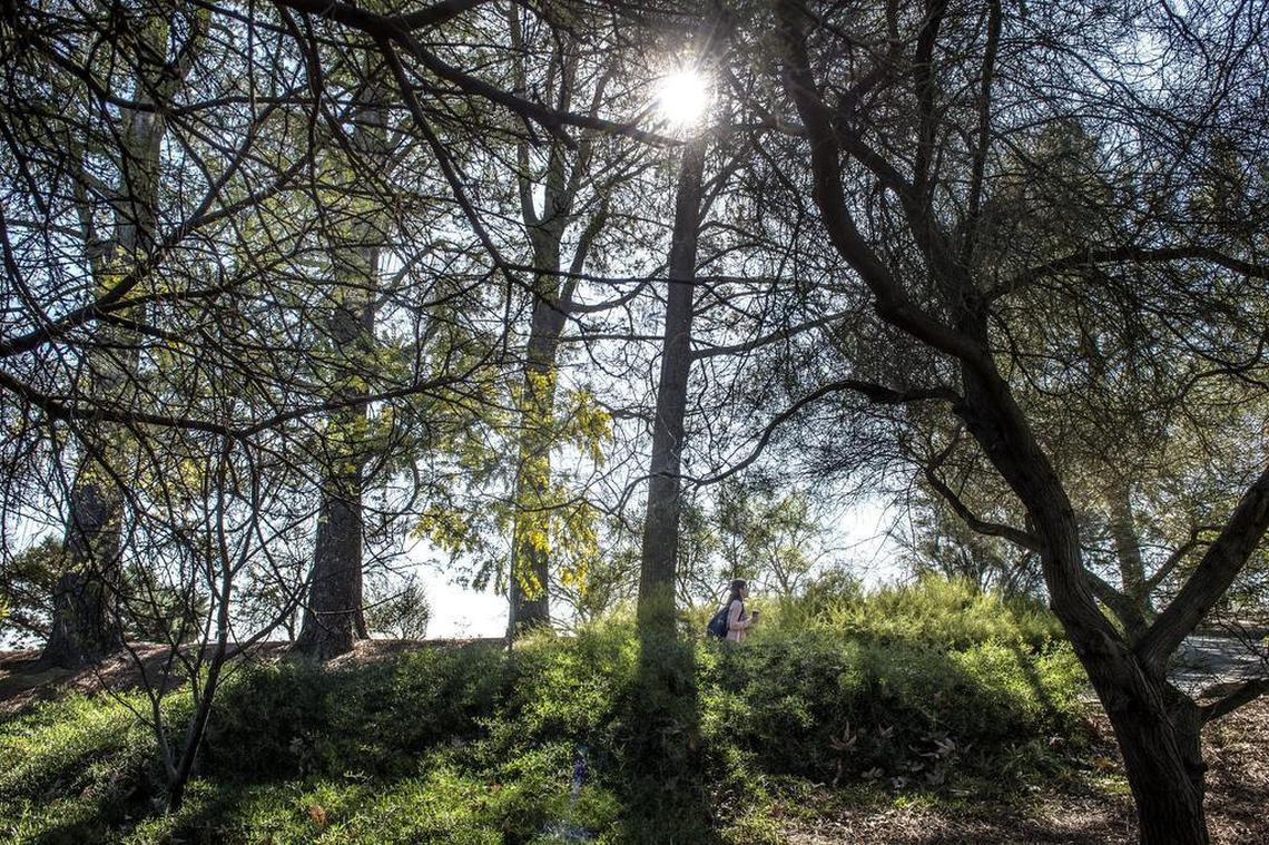 The sun shines through various trees including acacia trees in full bloom on the UC Davis campus in Davis on Monday, Feb. 12, 2018.
