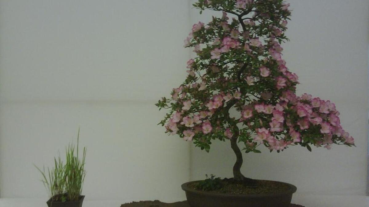 Create your own flowering azalea bonsai in a workshop at the Satsuki Aikokai Bonsai show.