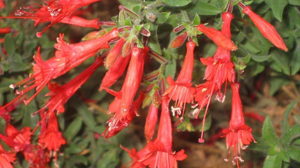 “Everett’s Choice” California fuchsia produces loads of vivid red-orange flowers during summer and fall.