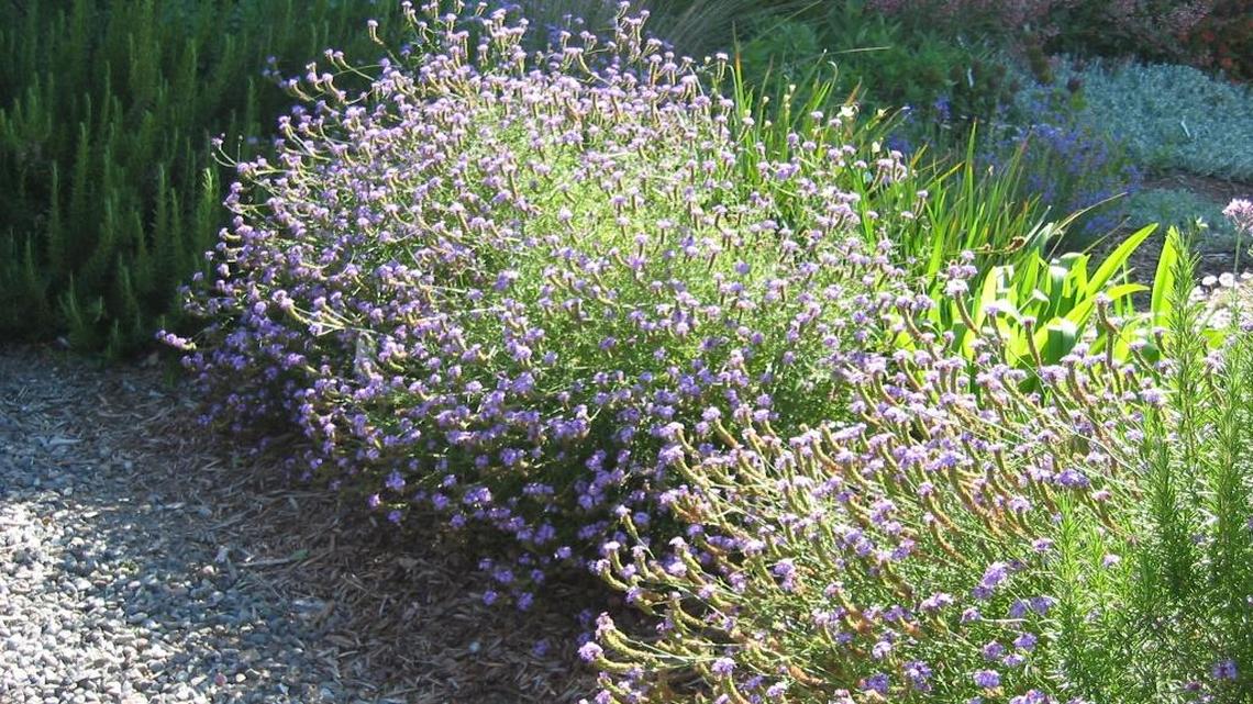 Garden Gems: Cedros Island verbena is native to an island off the coast of Baja California. It’s right at home in Sacramento gardens.