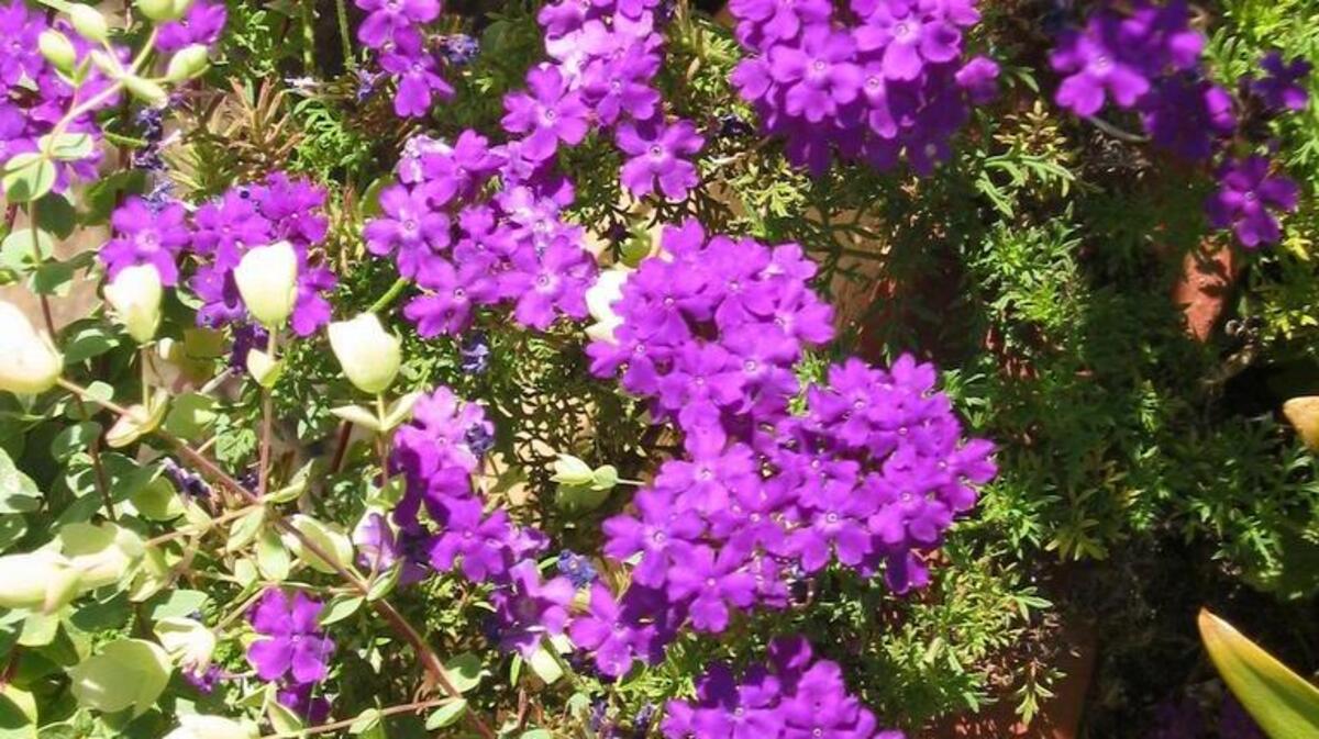 Moss verbena (Verbena tenuisecta) is a tough drought-tolerant ground cover that offers lots of flowers with little water or work. That’s why it’s part of the UC Arboretum Durable Delights collection.