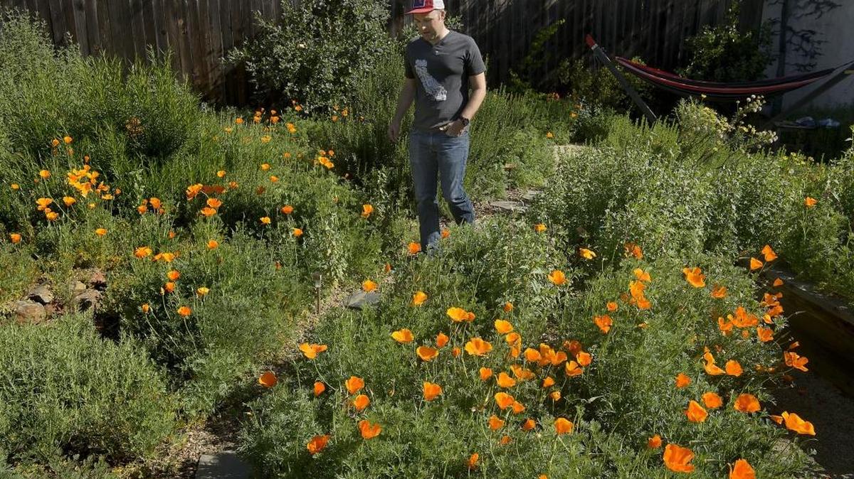 Jeb Bjerke with California poppies at his home in Land Park on Tuesday, April 3, 2018. Three neighbors on one Sacramento block converted their front (and back) lawns into flower-filled native gardens. Their gardens will be featured on the annual Gardens Gone Native tour.