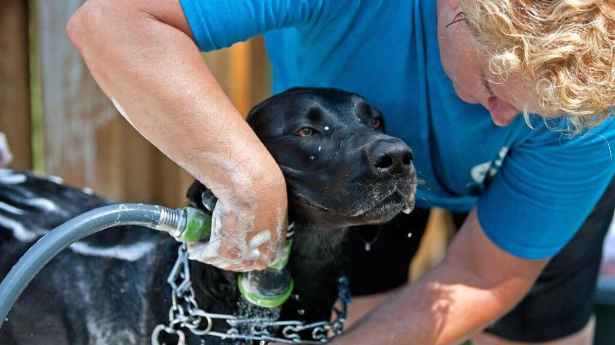 
When bathing your pet, be sure to use a shut-off nozzle on your hose to avoid wasting water.
