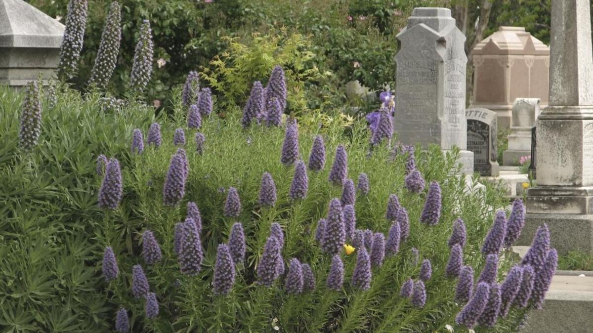 Hamilton Square is home to more than 800 kinds of Mediterranean perennials.