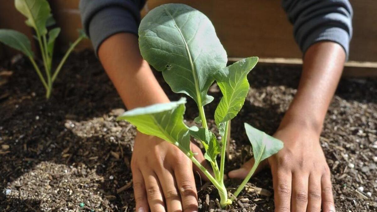 Ayer Elementary 6th grader Ruben Olvera pats down the soil around a newly planted starter cauliflower plant on Wednesday Oct. 22, 2014. Sunnyside High School’s Agriscience & Technology Pathway students were on hand to teach Ayer Elementary School sixth-graders how to plant seeds and starter plants of cauliflower, broccoli, sweet peas and different types of lettuce. The Sunnyside and Ayer students worked together planting in five redwood garden boxes recently built and donated by a local Orchard Supply store. The garden boxes are equipped with a drought friendly drip irrigation system. The donation totals $1,000 in materials for this project and a similar project at Greenberg Elementary School.
