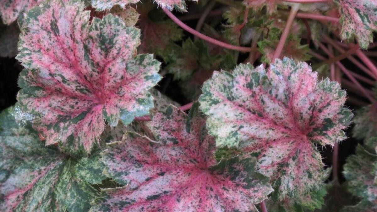 Snow Angel variegated coral bells offer year-round color with unusual foliage.