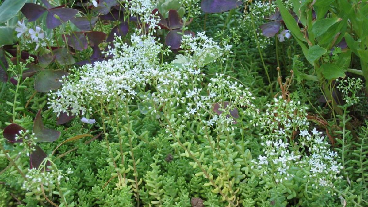 Life After Lawn: White stonecrop makes an attractive, low-water ground cover.