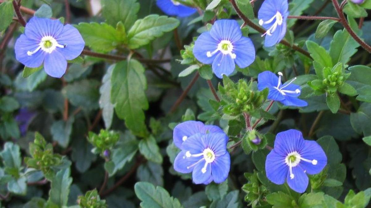 Georgia Blue speedwell, a hybrid veronica, creates a lush-looking, 6- to 8-inch-tall ground cover studded with cobalt blue flowers – mostly in spring, sometimes after.