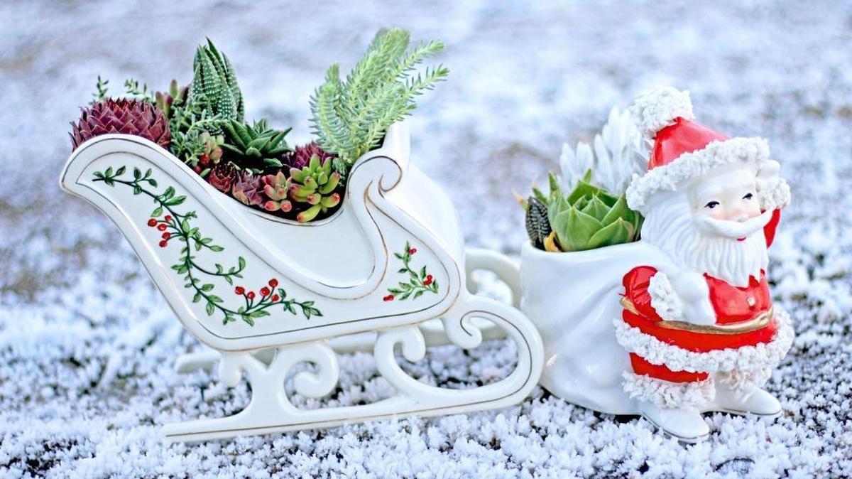 For the gardeners on his list, Santa packed a sled full of little succulents that will grow for seasons to come.