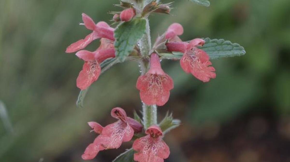 
Arboretum Spotlight: Hidalgo stachys has felt-like leaves and smells like 7-Up. It's another water-wise addition to Sacramento gardens recommended by the UC Davis Arboretum. 
