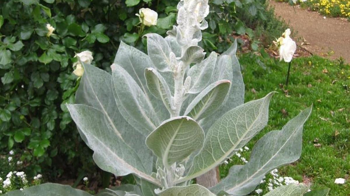 Garden Gems: Giant silver mullein makes a statement in the low-water garden with unusual flower stalks and silvery foliage.