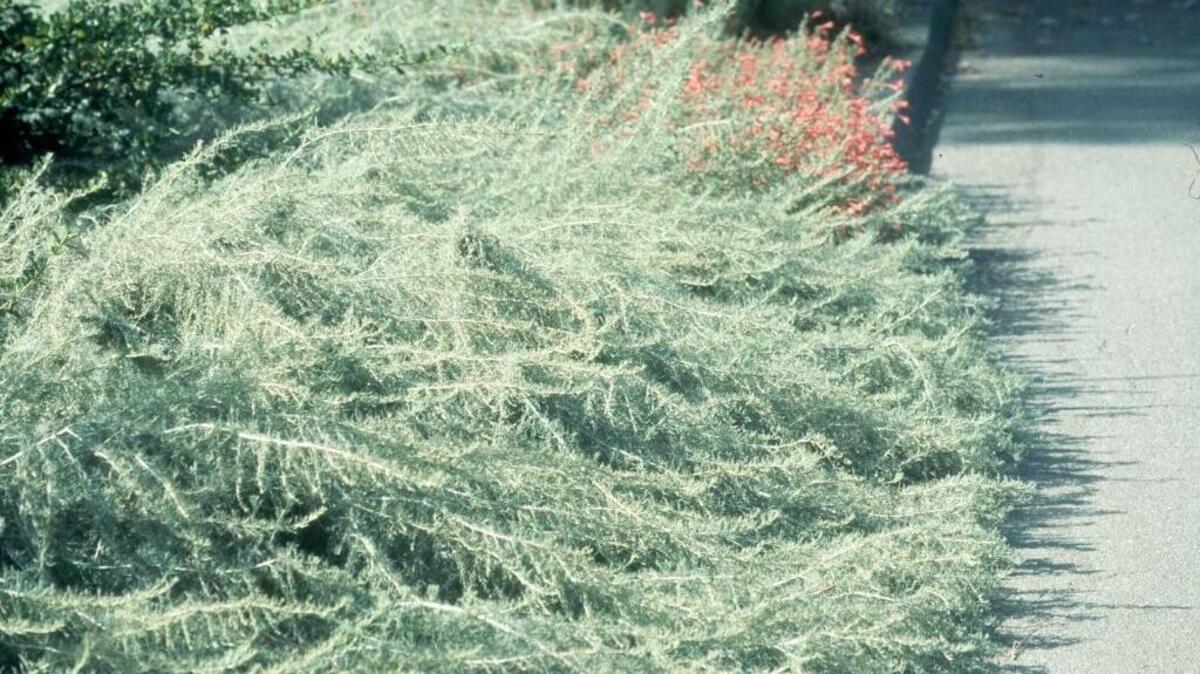 Garden Gems: Dwarf coastal sagebrush grows on campus at UC Davis. This silvery gray ground cover needs little water.