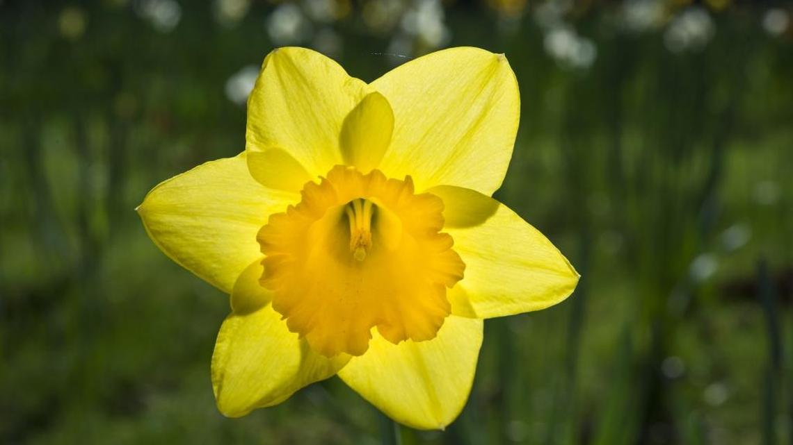 Daffodils are blooming sooner than usual because of warm weather and January showers.