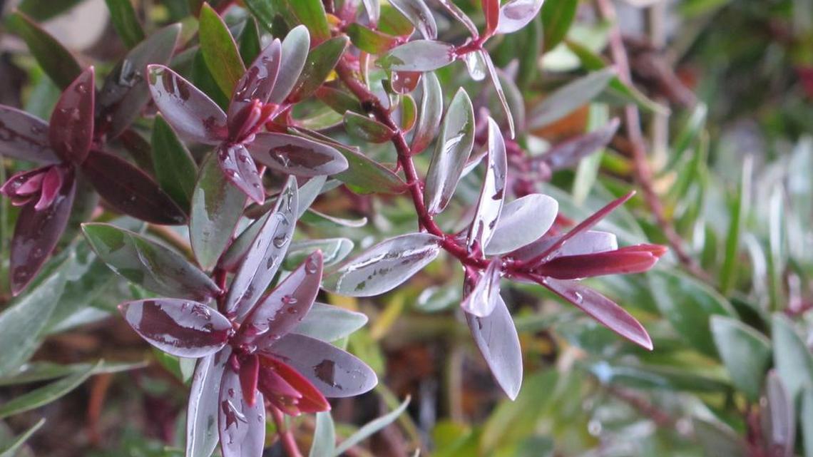 The foliage of “Pretty in Pink” hebe turns burgundy red as the plant grows.