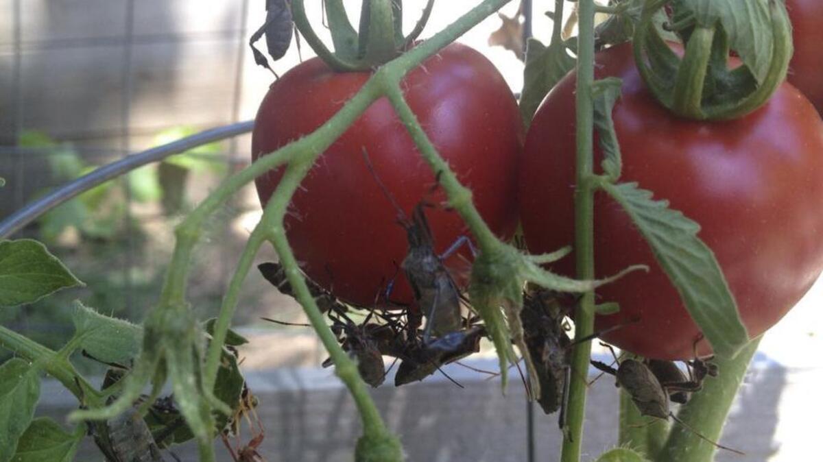 What’s attacking these tomatoes? They’re leaf-footed bugs, a kind of stink bug that overwinters in tomato vines, too.