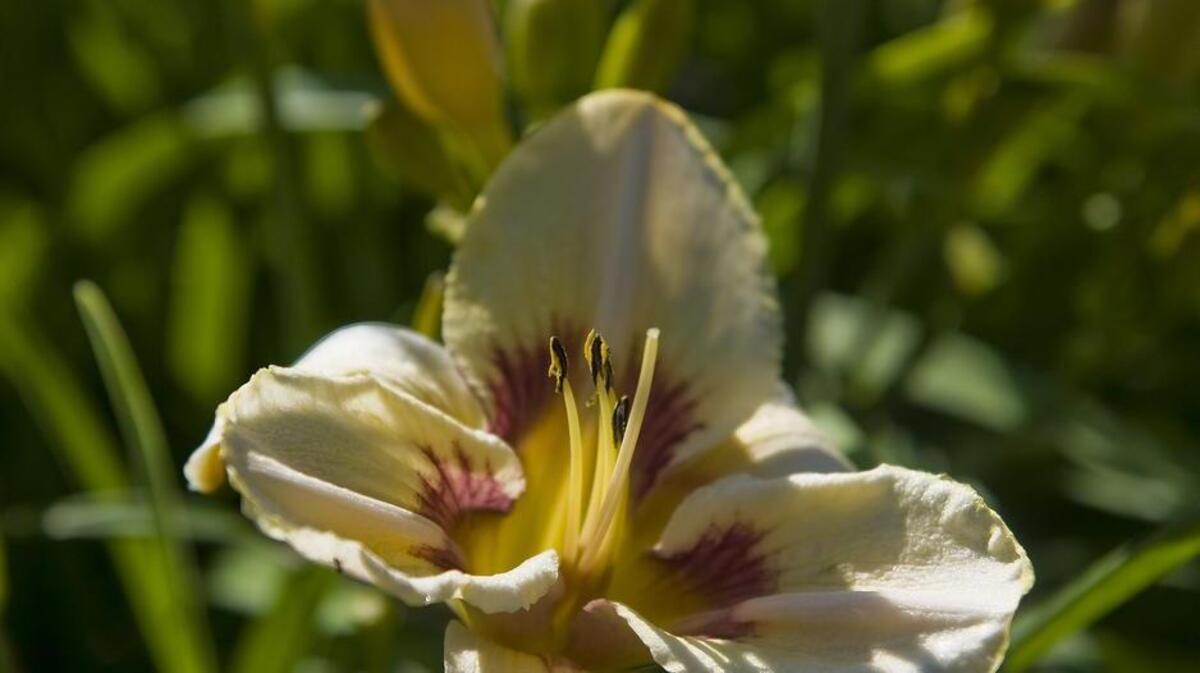 The Amador Flower Farm in Plymouth has a variety of daylilies which will be in full bloom this weekend.
