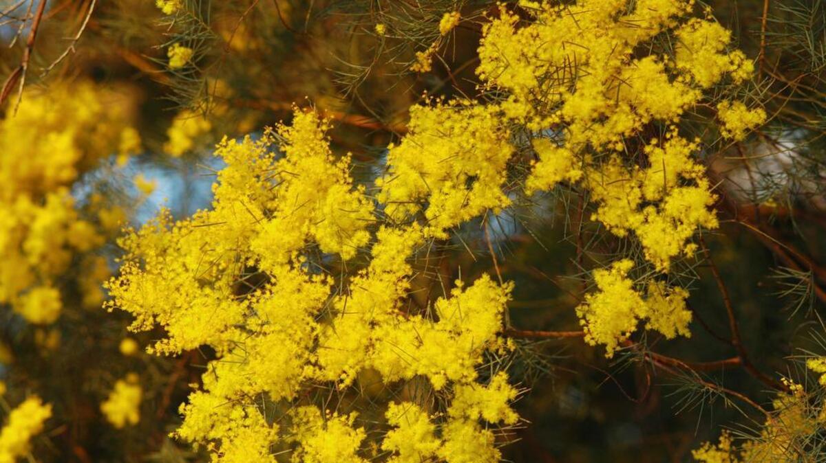 UC Davis Arboretum will highlight its acacia grove at a free event Saturday at Putah Creek Lodge.