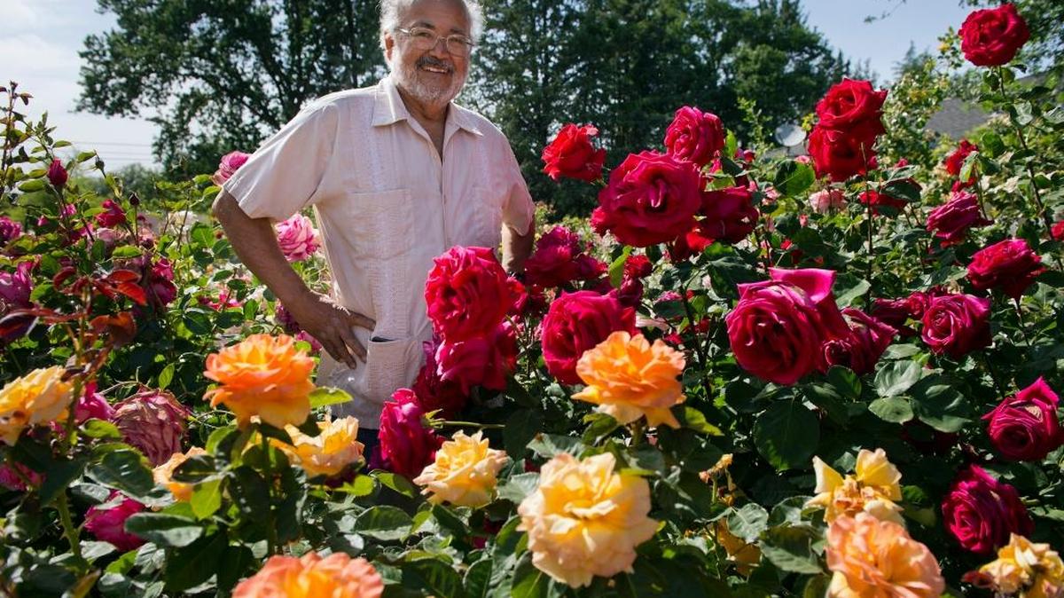 Baldo Villegas grows close to 3,500 rose bushes in his Orangevale garden. He’ll host a winter rose care workshop Jan. 13 in Roseville.