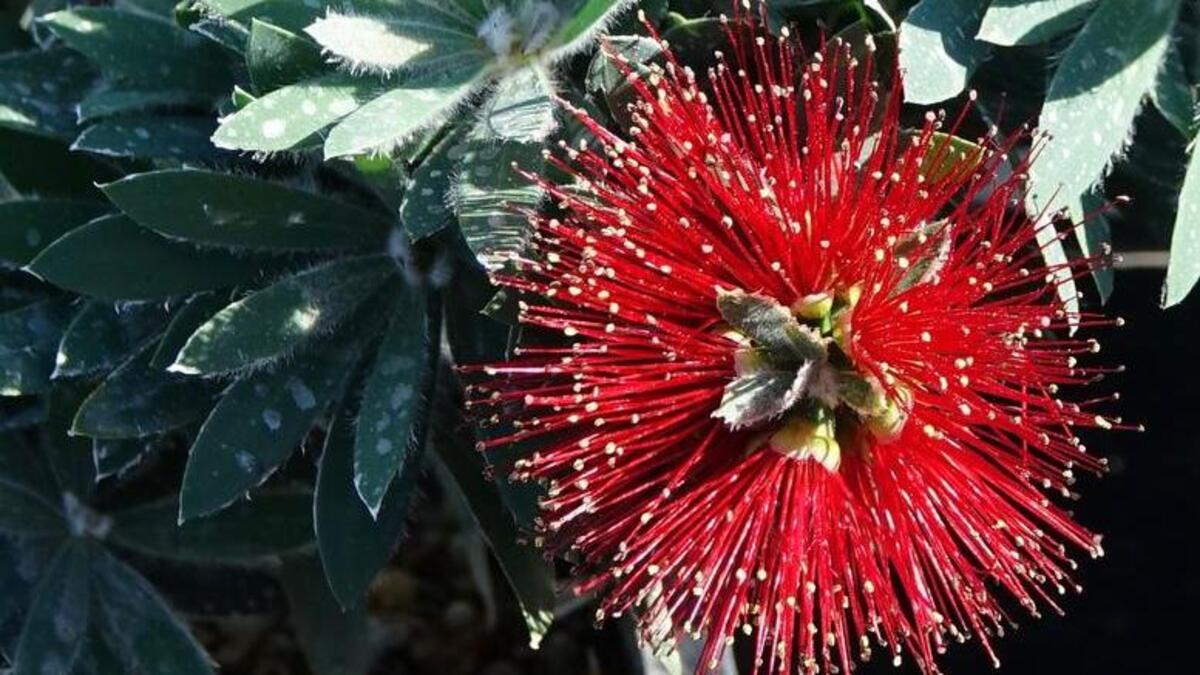 Pollinator Plant List: Little John dwarf bottlebrush stays compact while pumping out red flower spikes throughout the year.
