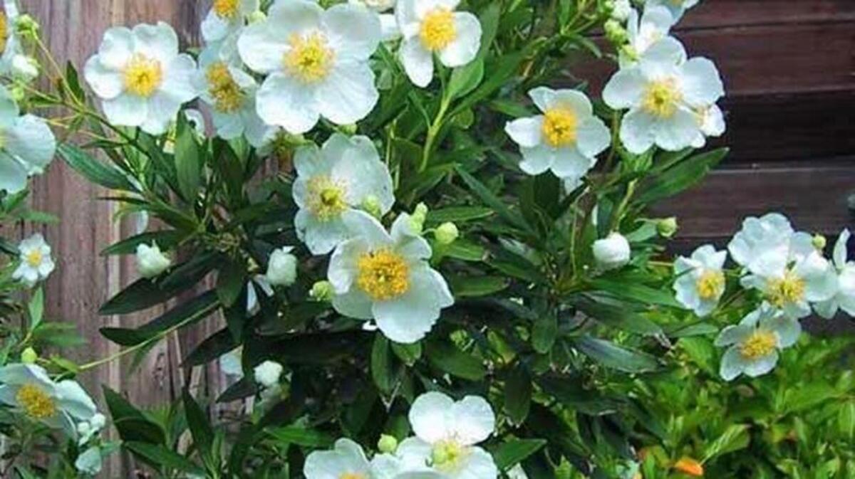 Garden Gems: Elizabeth’s bush anemone is a California native shrub that offers plenty of flowers throughout the summer.