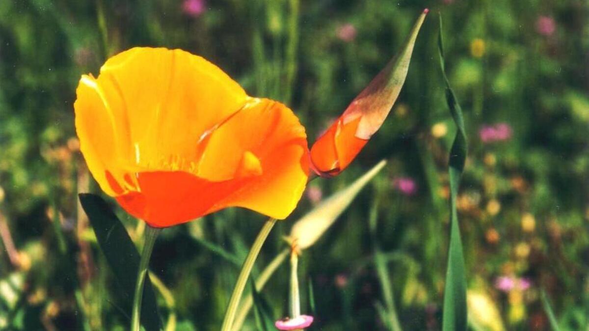 
Late summer and fall is the right time to plant California poppies.
