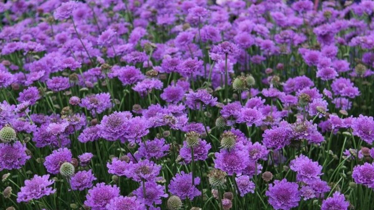 Life After Lawn: Bees and butterflies love this purple scabiosa.