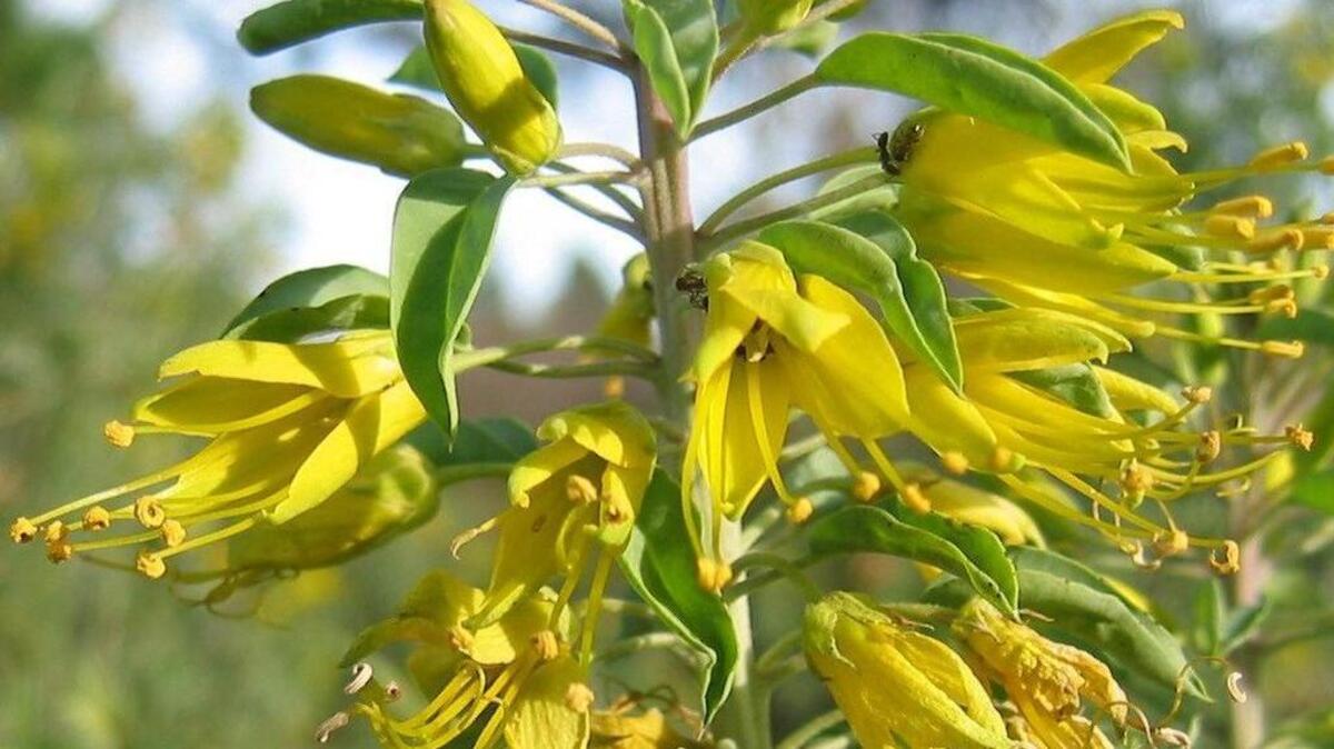 Bladderpod is a California native with a lot to offer in water-wise gardens.