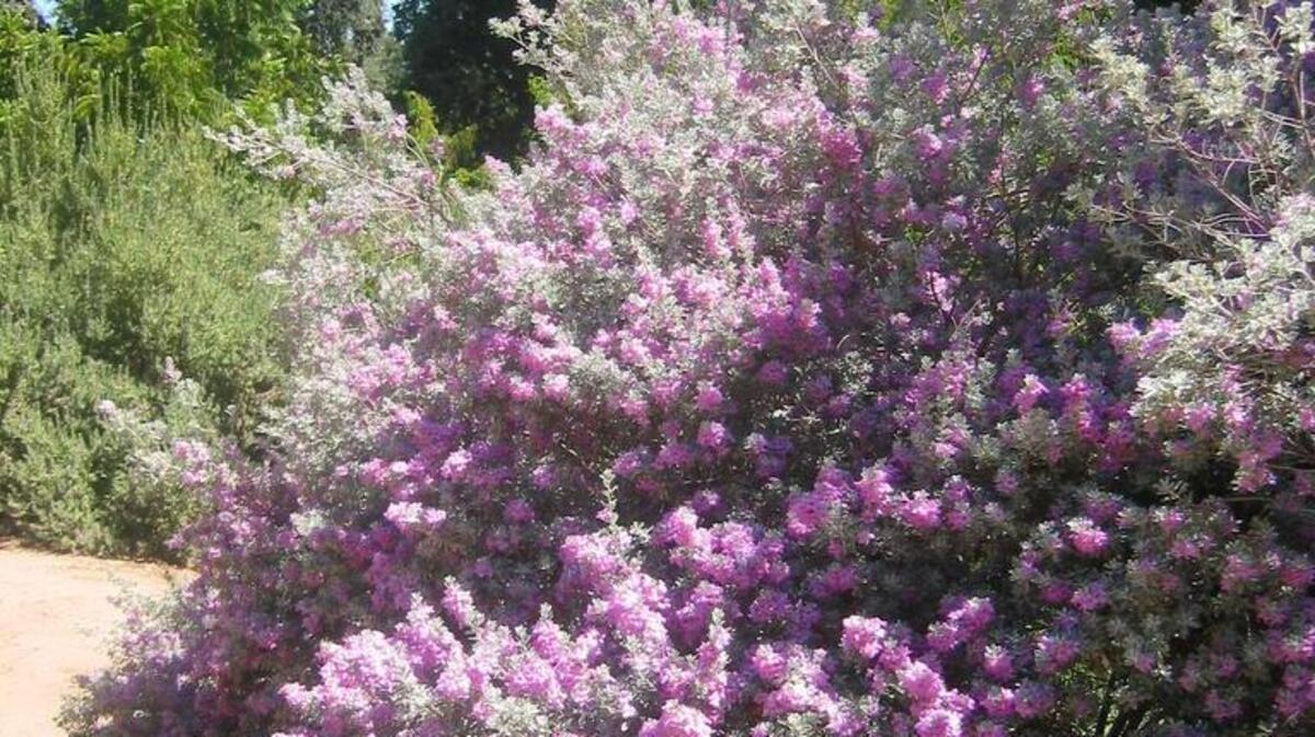 
Green leaf cenizo puts on a spectacular summer show that beneficial insects love.
