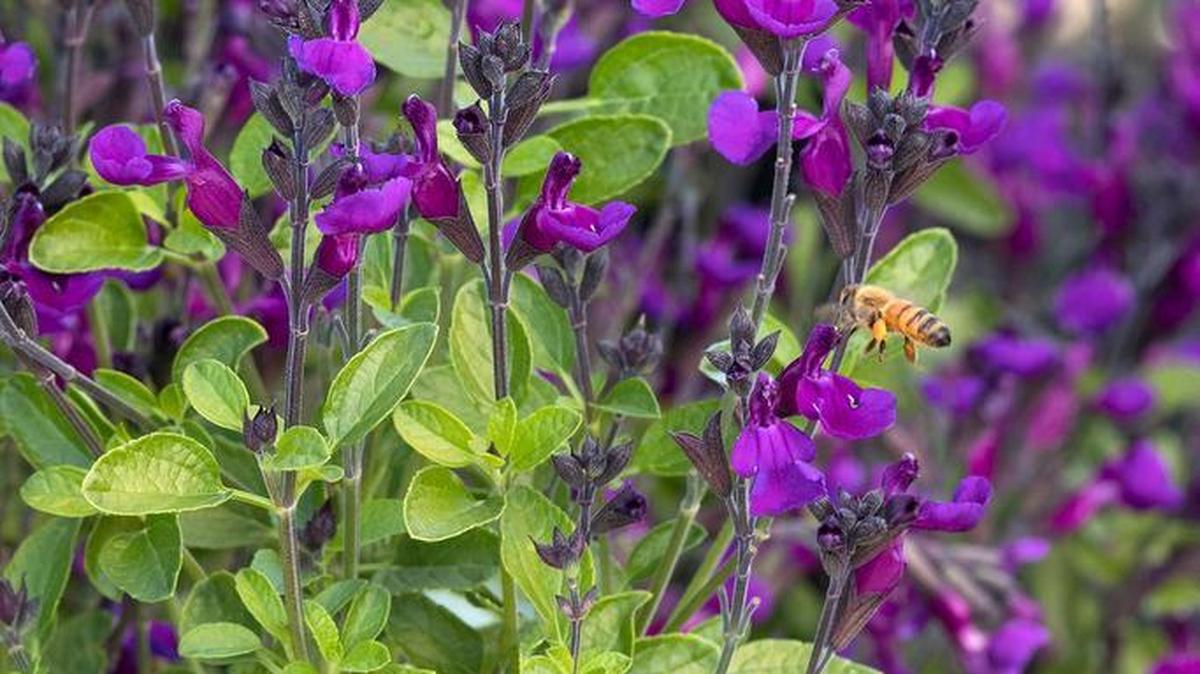 Vibe Ignition Purple salvia is a prolific heat- and drought-tolerant sage made for smaller spaces.