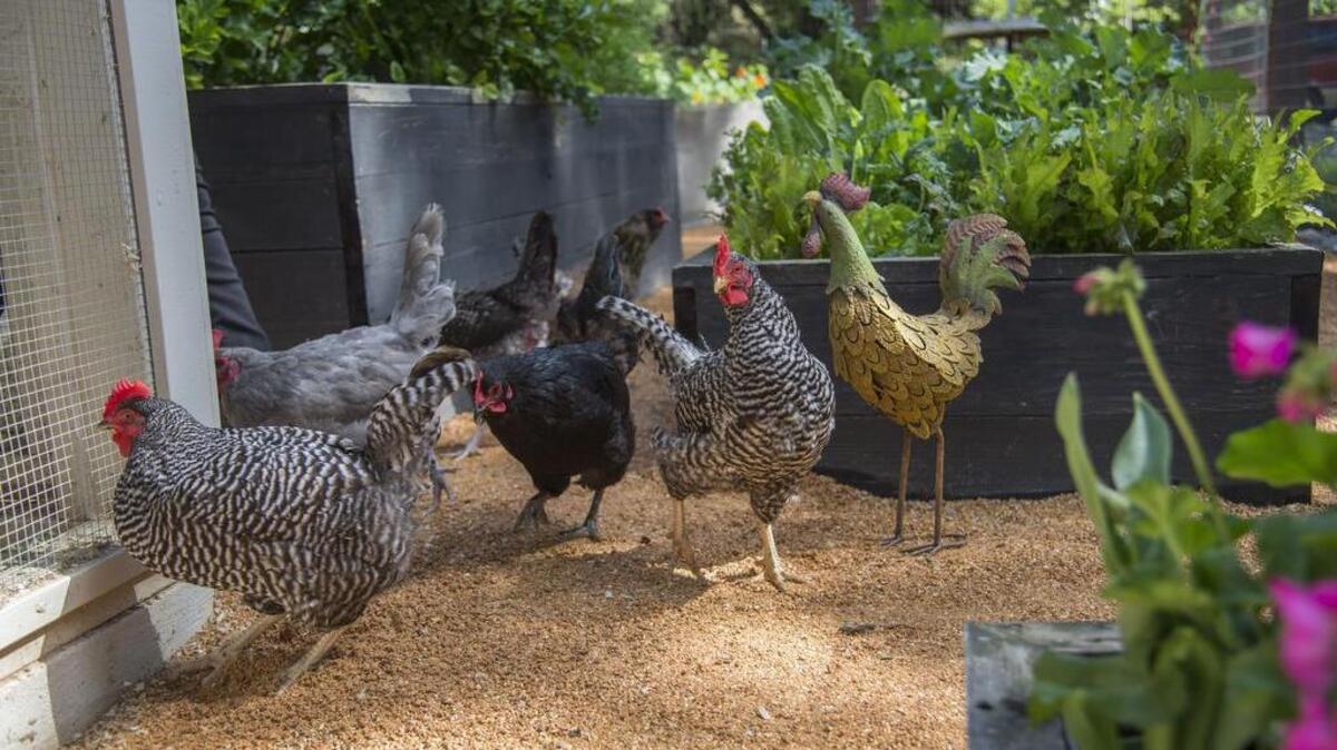 These birds deliver a constant supply of eggs to their owners.