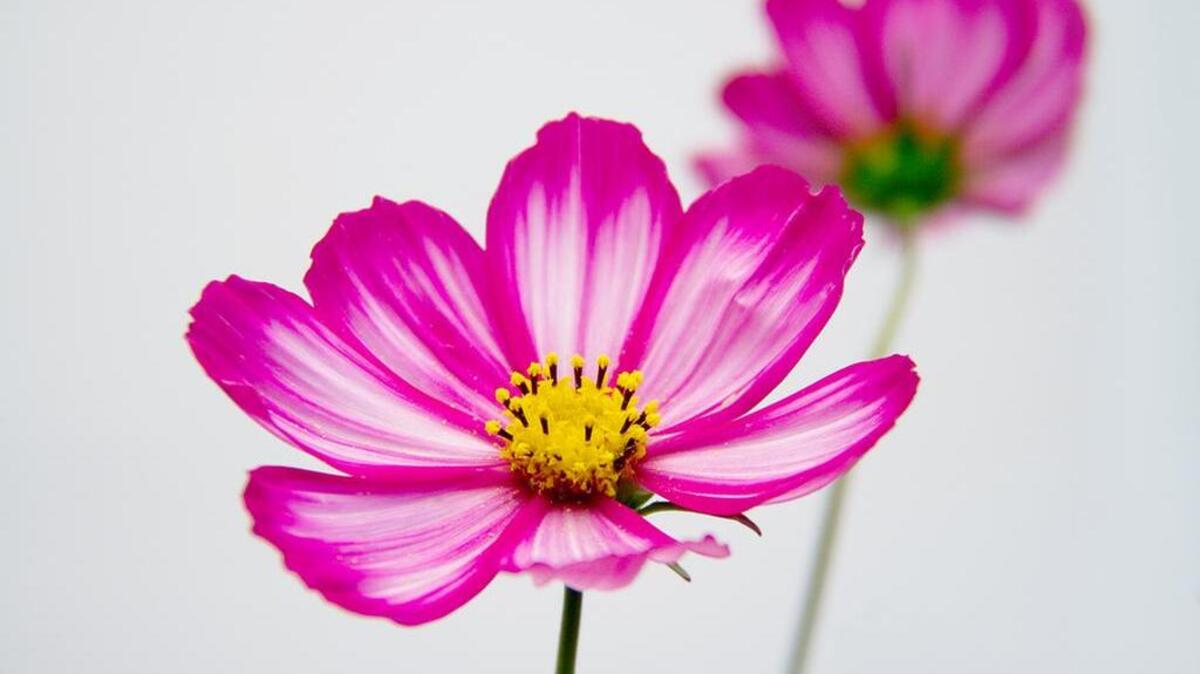 A red and white cosmos flower