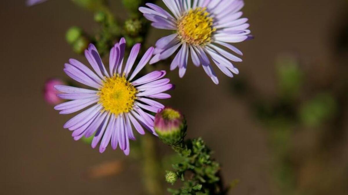 The Sacramento chapter of the California Native Plant Society hosts its annual plant sale Sept. 23 at Shepard Garden and Arts Center in McKinley Park.