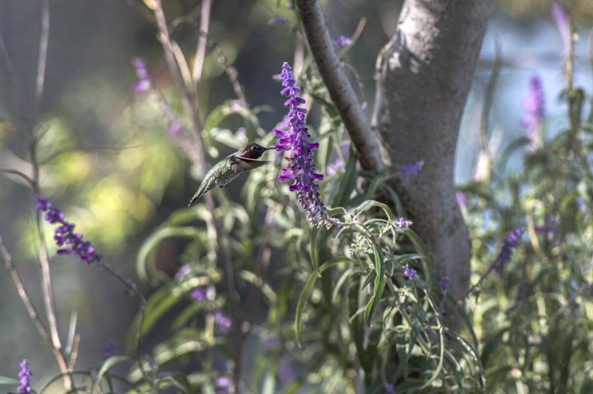 A hummingbird feeds on nectar from a Mexican white sage at the UC Davis hummingbird garden in 2017.