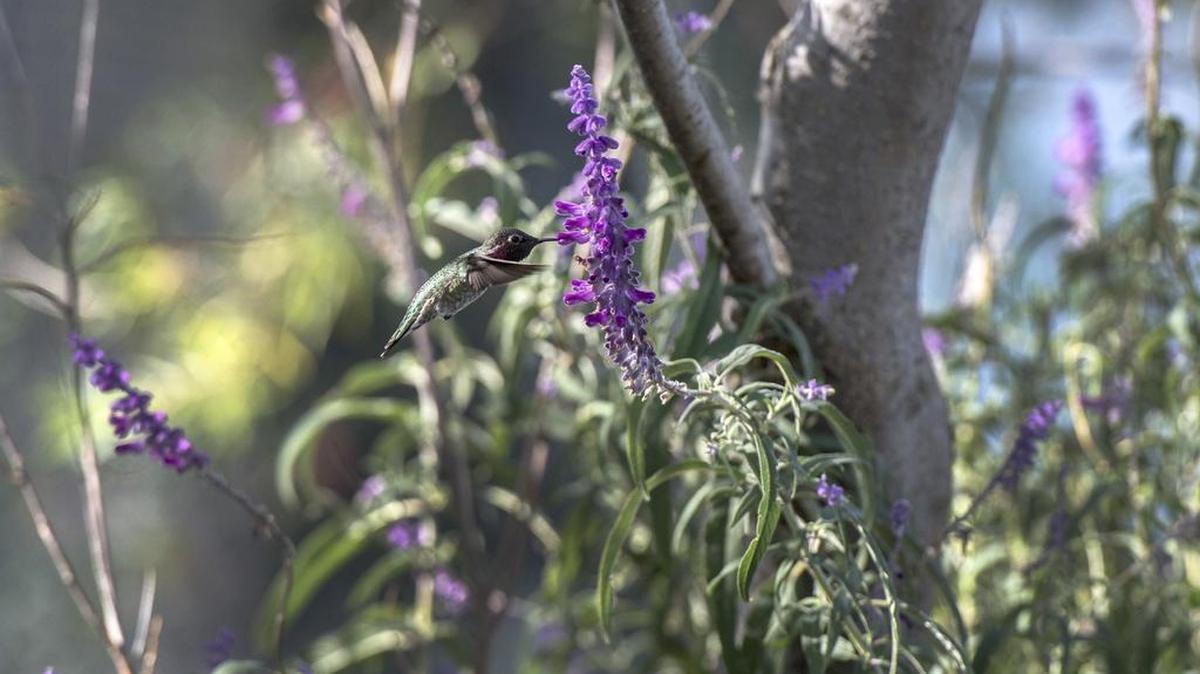 A hummingbird feeds on nectar from a Mexican white sage at the UC Davis hummingbird garden.