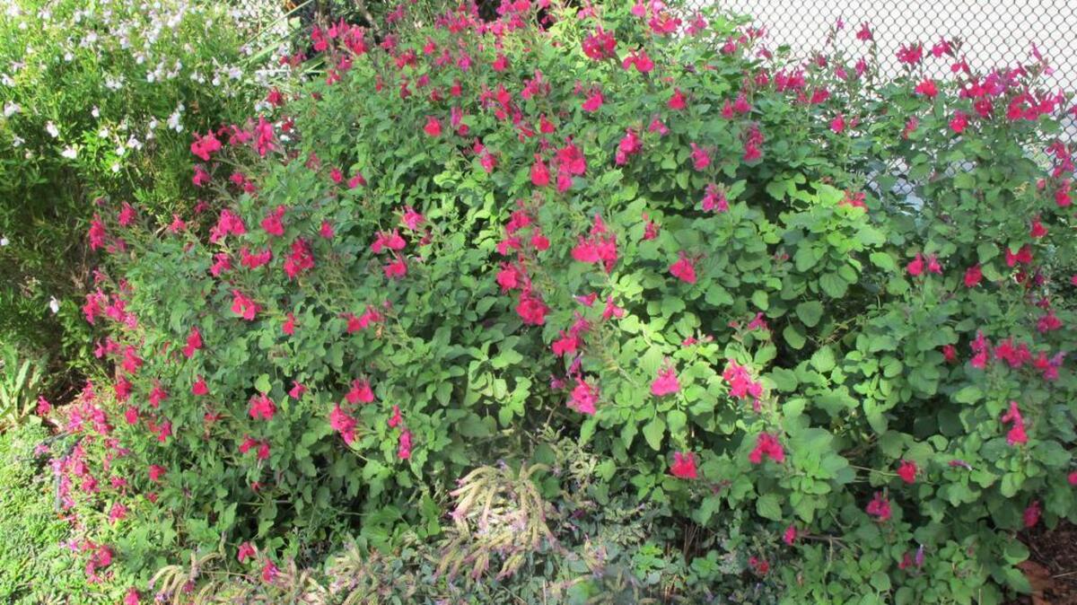
San Carlos Festival sage blooms seven months a year and thrives in hot afternoon sun without much water. 
