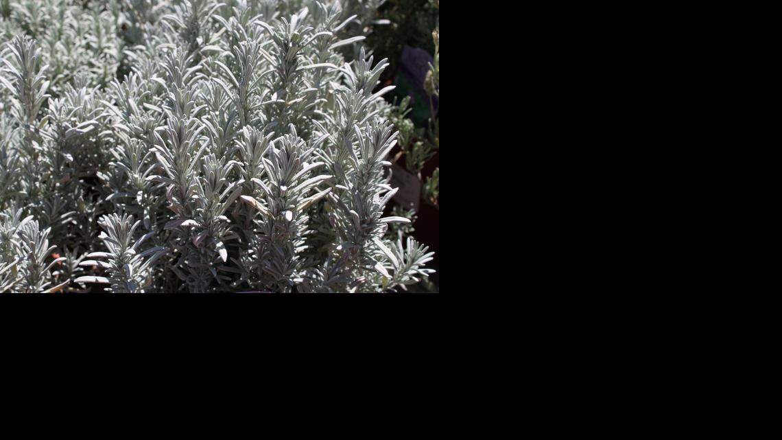 Here are shrubs and perennials for your garden that enjoy the heat and need less water