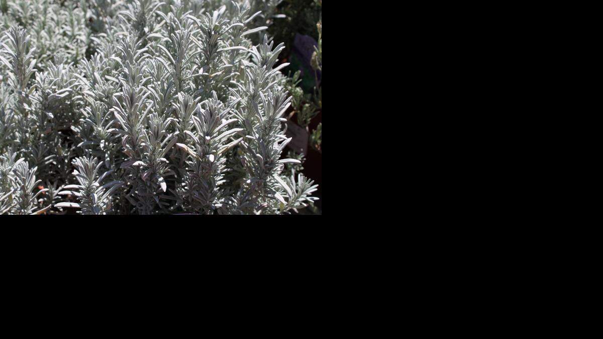 English lavender can grow to about 3 feet tall.