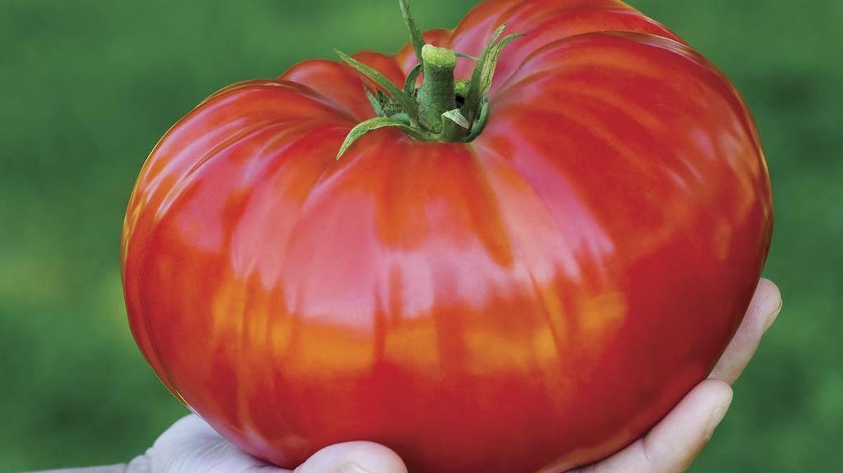 With more than 200 tomato varieties featured in the W. Atlee Burpee & Co. 2016 catalog, one standout is the SteakHouse, a gigantic hybrid that outsells every other seed in Burpee’s vast inventory. “SteakHouse averages 2.8 to 3 pounds per fruit,” says George Ball, the company’s chairman and CEO.