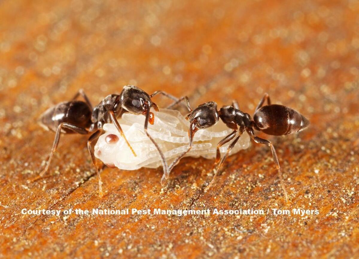 Odorous house ants, the most common household pest, seek food and water indoors.