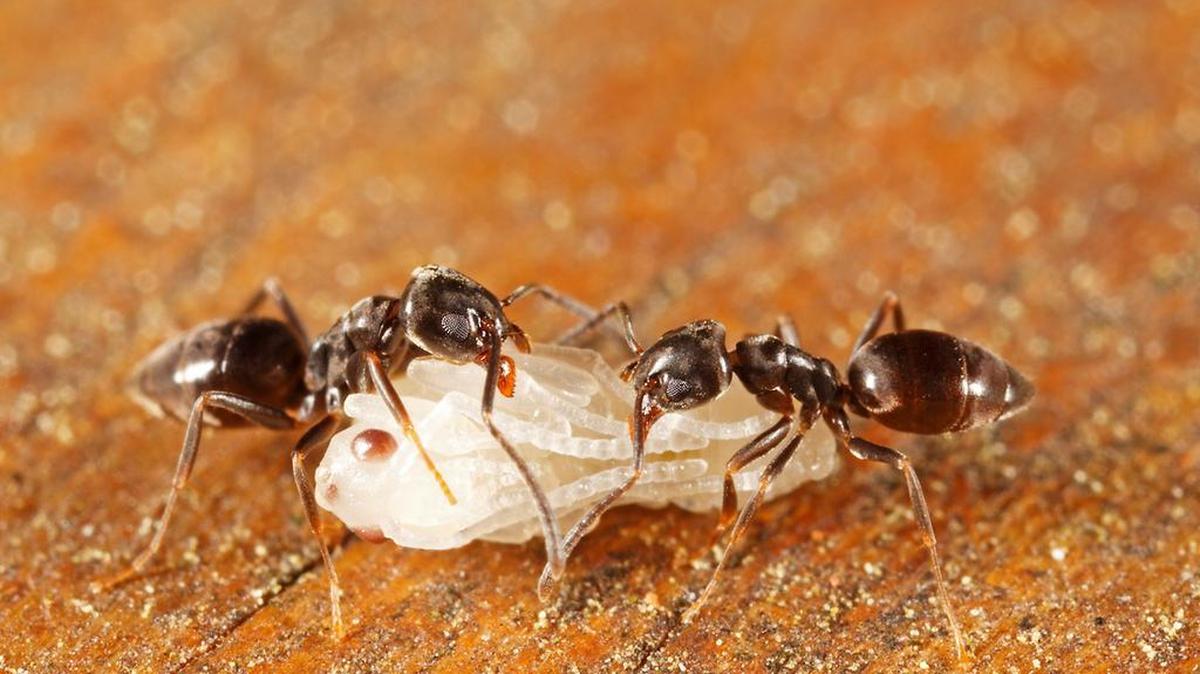 Odorous house ants, the most common household pest, seek food and water indoors.