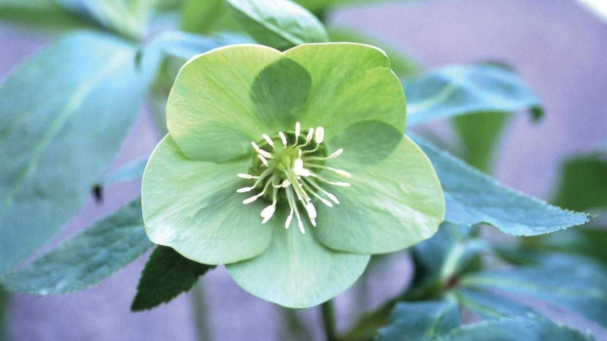 Green Ice hellebore, which blooms in winter, looks beautiful in dry shade.