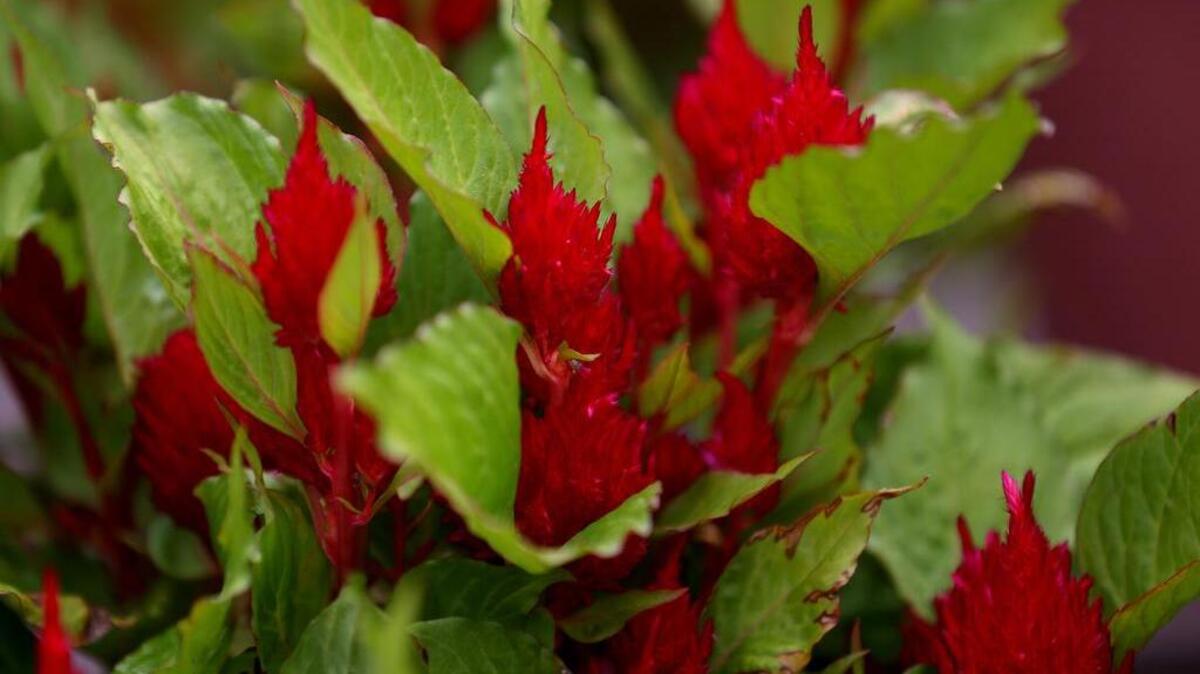 
Ice Cream Cherry celosia offers late-summer color.
