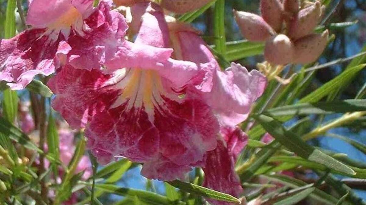 Pollinator Plant List: Desert willow (Chilopsis linearis) is a small tree with spectacular flowers that hummingbirds can’t resist.