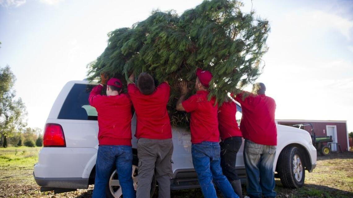 Christmas is over. Here’s how Sacramento residents can get rid of their trees