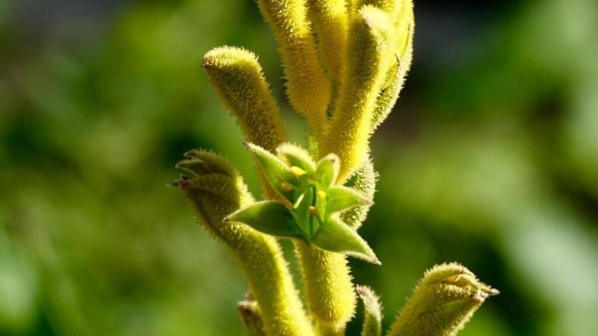 Pollinator Plants: Yellow kangaroo paws feature funny-looking fuzzy blooms that hummingbirds can’t resist.
