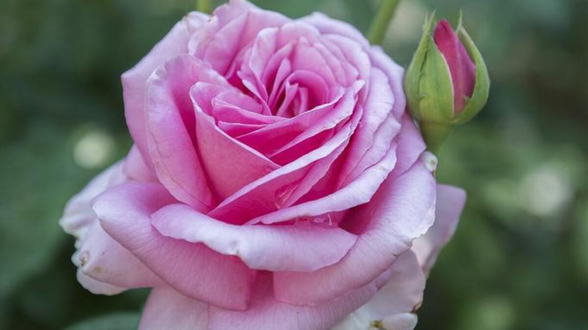 Roses are the focus of events in Sacramento, Roseville and Woodland.