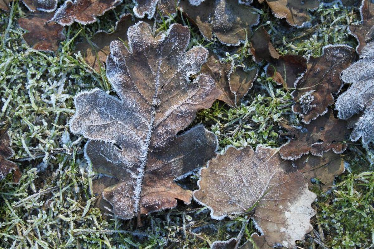 Frost dusts fallen leaves on a November morning in Sacramento.