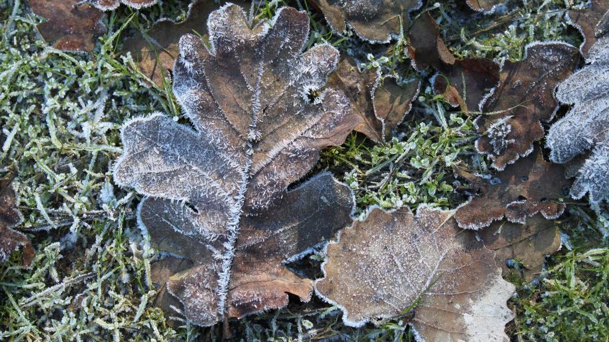 Frost dusts fallen leaves on a November morning in Sacramento.