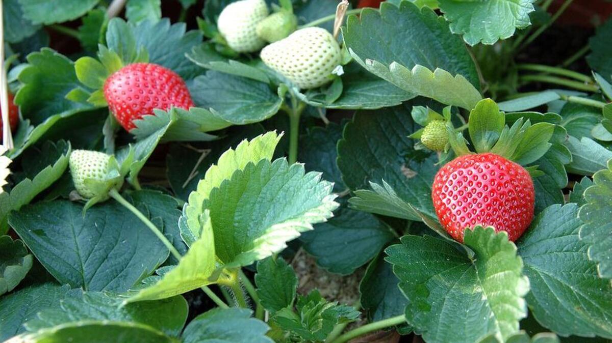 Feed strawberry plants now for a good crop.
