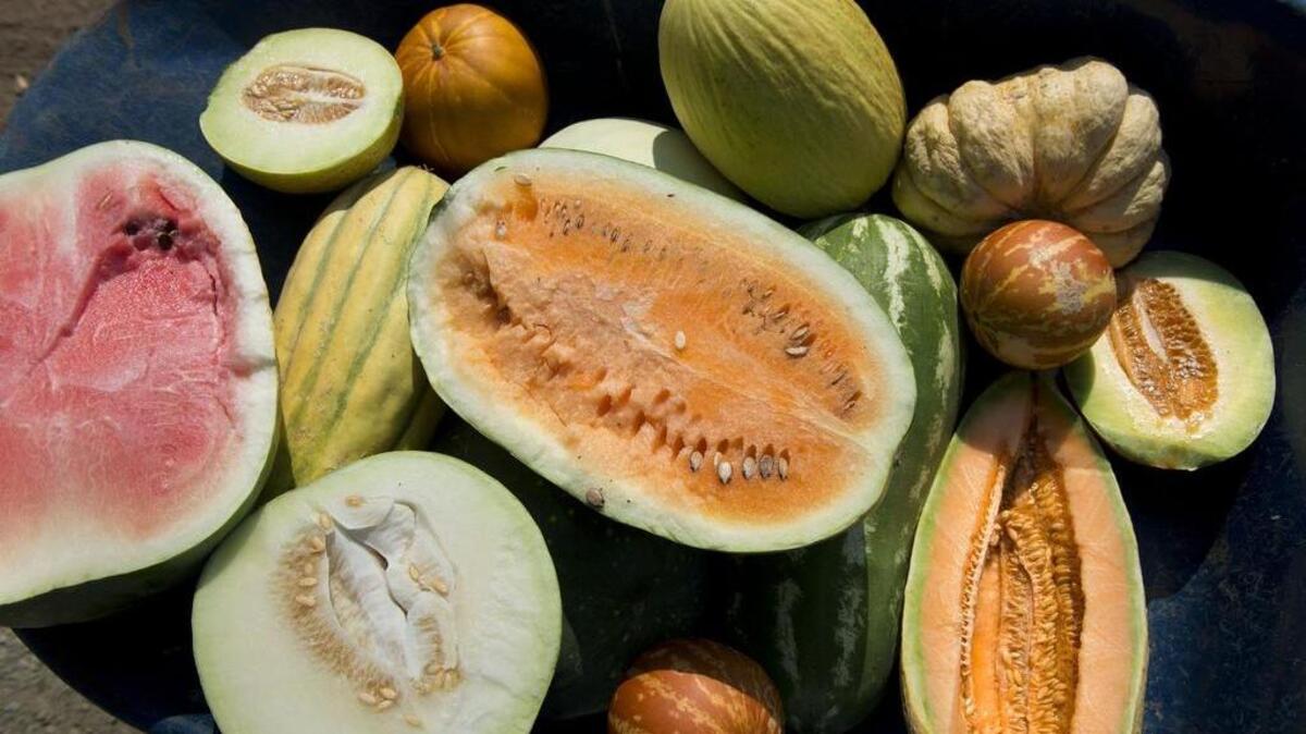 
Melons take center stage today at Maple Rock Gardens in Lincoln.
